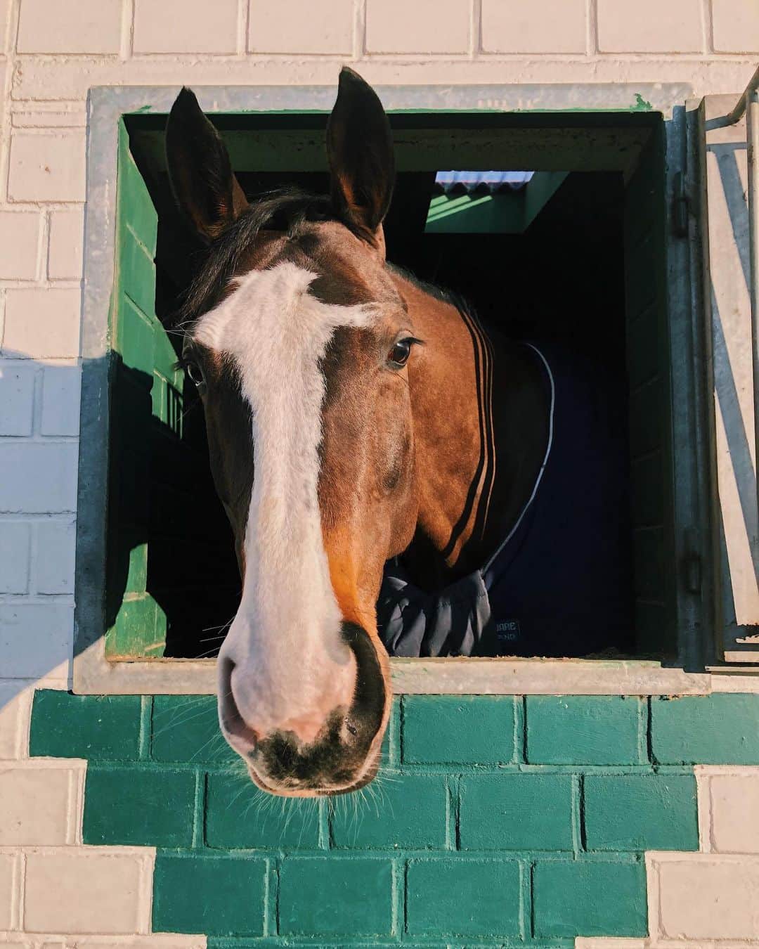 ジュディ舞衣のインスタグラム：「Queen Livi thinks quarantine ain't so bad🦄👑」
