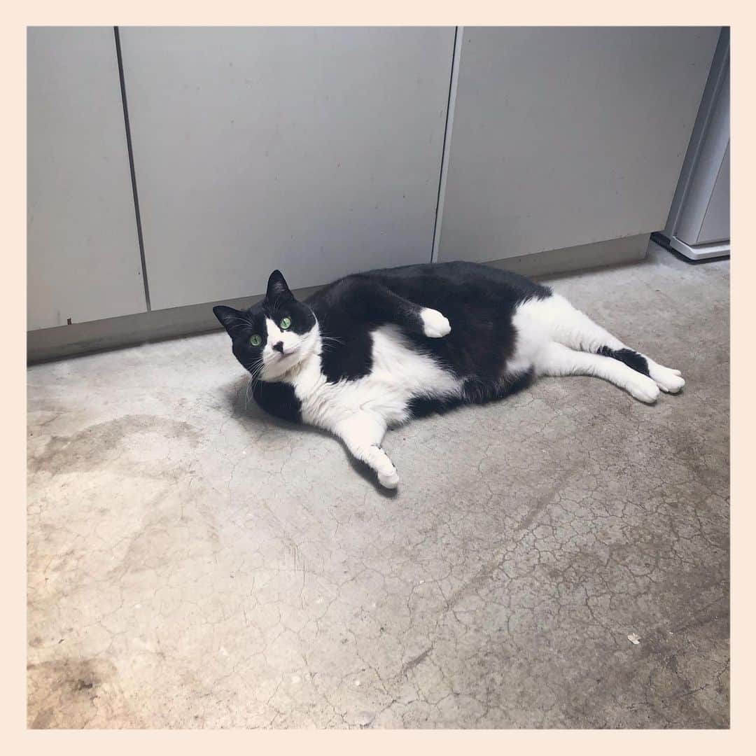 パンといっぴきのインスタグラム：「#元保護猫 #ハチワレ #白黒猫 #blackandwhitecat #tuxedocat」