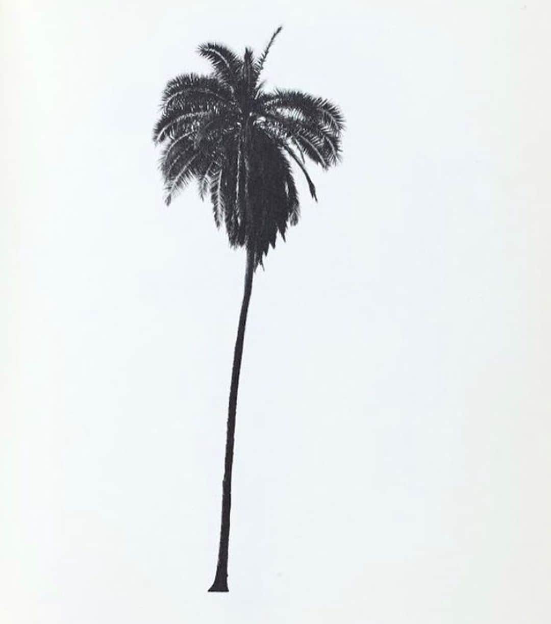 エステルデヴェのインスタグラム：「Focusing on brighter days to come.. Ed Ruscha’s plam trees via @shoey.shoey.shoey.shoey #EdRuscha」