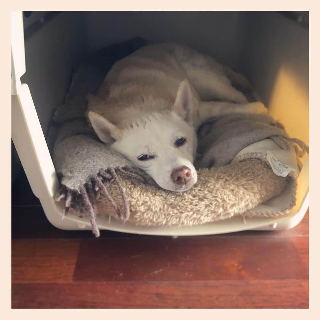 パンといっぴきのインスタグラム：「#元保護犬 #雑種犬 #crossbreed #mixdog」