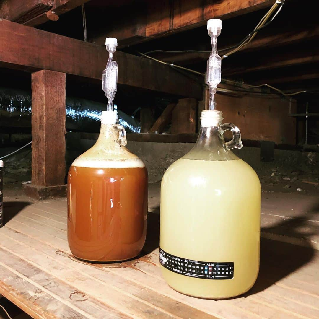 シーマス・デヴァーさんのインスタグラム写真 - (シーマス・デヴァーInstagram)「Been using my recent time at home to learn how to brew ale. I’ve got ginger ale on the right and a Belgian Trippel on the left. Had a scary moment last night when the Trippel pushed some krausen into the carboy. I have a feeling this was Charles’ Law at play when the temperature got warmer in the evening. Anyway, gave it a cold water bath and the volume subsided. Now they are fermenting nicely in my basement. Yes, I have a basement and it will be where I’m living in the event of a nuclear attack. Anyway, I’m learning a lot.」4月17日 3時01分 - seamuspatrickdever