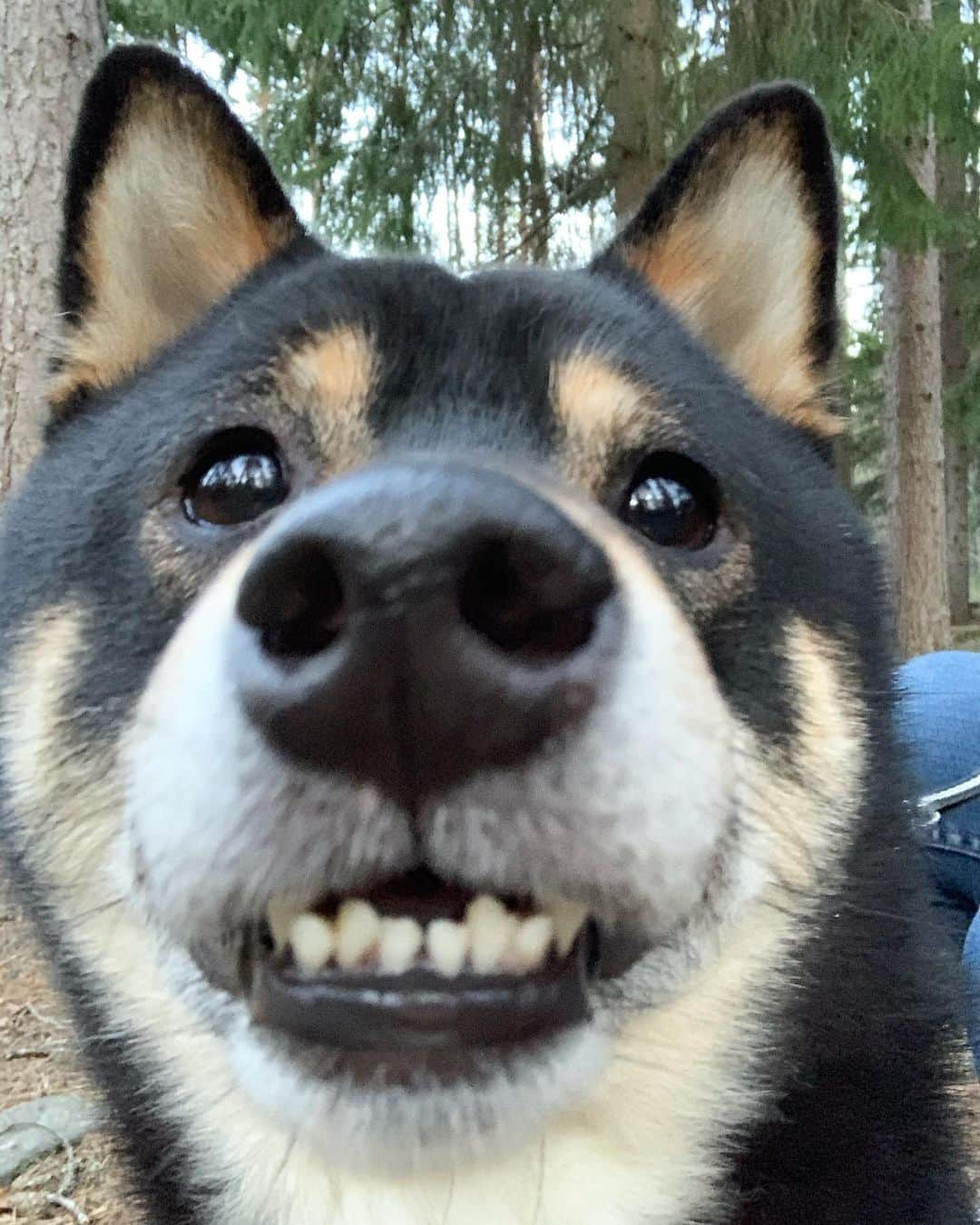 ?Fricko the Shiba Inu?のインスタグラム：「Hehe, stole my brother’s account to share my selfie 👋🏼😎Allo hoomans! 🐾 🐾 🐾 🐾 #Keaton #🐶 #shiba #shibainu #dog #柴犬 #黒柴 #子犬 #shibalovers #shibaholics #dogoftheday #dogslife #weeklyfluff  #dogstagram  #dogscorner #shibapuppy #puppiesofinstagram」