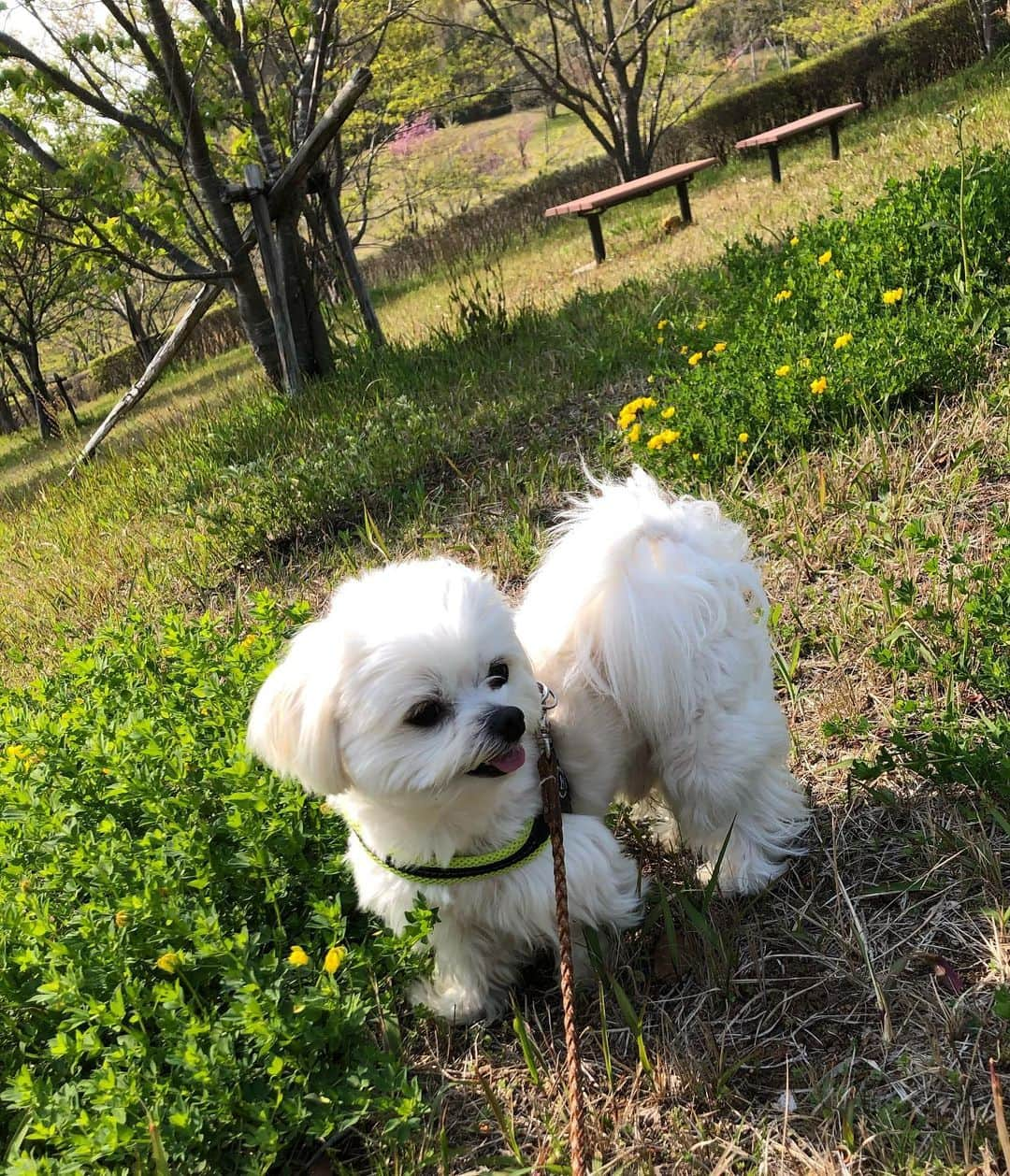 小野真弓さんのインスタグラム写真 - (小野真弓Instagram)「おはようございます*\(^o^)/* まいにち家時間を楽しんでおります🏡 　セルフロックダウン9日目！ 一日一度の楽しみ✨ハナハルさんぽ🐶🐶🙋‍♀️ 八重桜が満開🌸 昨年の台風15号で倒れてしまった桜も、綺麗に咲いていました😲✨健気な姿に元気を貰います😢 天気は下り坂☔️ですが、 今日も元気に家じかん🐛 良い一日にしましょうね*\(^o^)/* #チワワ#ハナちゃん #チワマル#ハルくん #わん散歩#八重桜#いぬすたぐらむ #いぬばか部 #chihuahua #maltese #mixdog #doglover #dogstagram #cherryblossom #千葉県南部#台風15号#爪痕#セルフロックダウン#一日一度のお散歩#貴重なお出かけ#気分転換」4月17日 5時54分 - hanaharuaroi