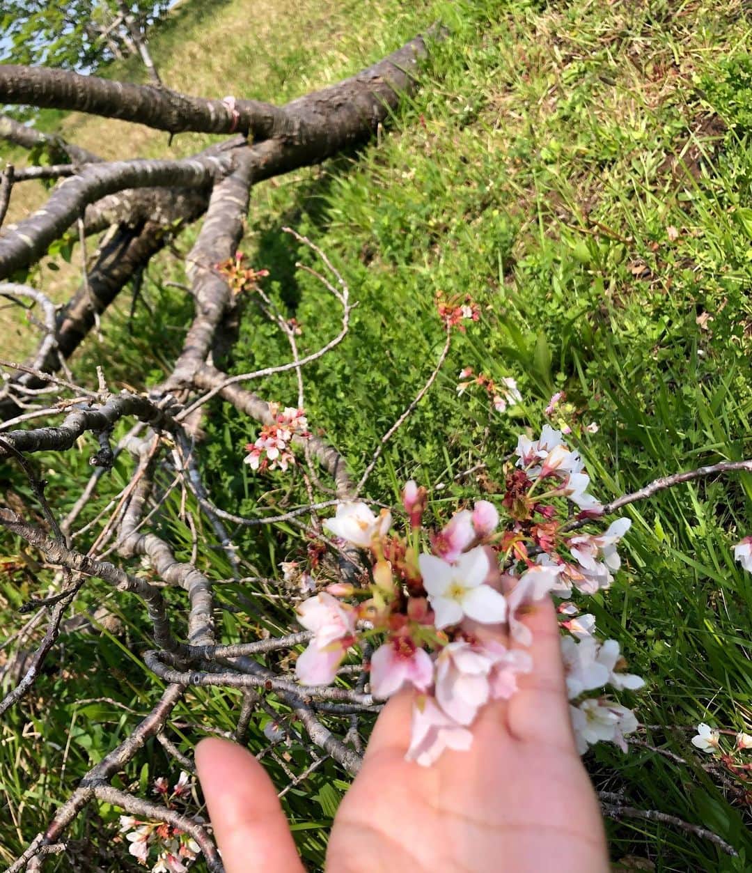 小野真弓さんのインスタグラム写真 - (小野真弓Instagram)「おはようございます*\(^o^)/* まいにち家時間を楽しんでおります🏡 　セルフロックダウン9日目！ 一日一度の楽しみ✨ハナハルさんぽ🐶🐶🙋‍♀️ 八重桜が満開🌸 昨年の台風15号で倒れてしまった桜も、綺麗に咲いていました😲✨健気な姿に元気を貰います😢 天気は下り坂☔️ですが、 今日も元気に家じかん🐛 良い一日にしましょうね*\(^o^)/* #チワワ#ハナちゃん #チワマル#ハルくん #わん散歩#八重桜#いぬすたぐらむ #いぬばか部 #chihuahua #maltese #mixdog #doglover #dogstagram #cherryblossom #千葉県南部#台風15号#爪痕#セルフロックダウン#一日一度のお散歩#貴重なお出かけ#気分転換」4月17日 5時54分 - hanaharuaroi