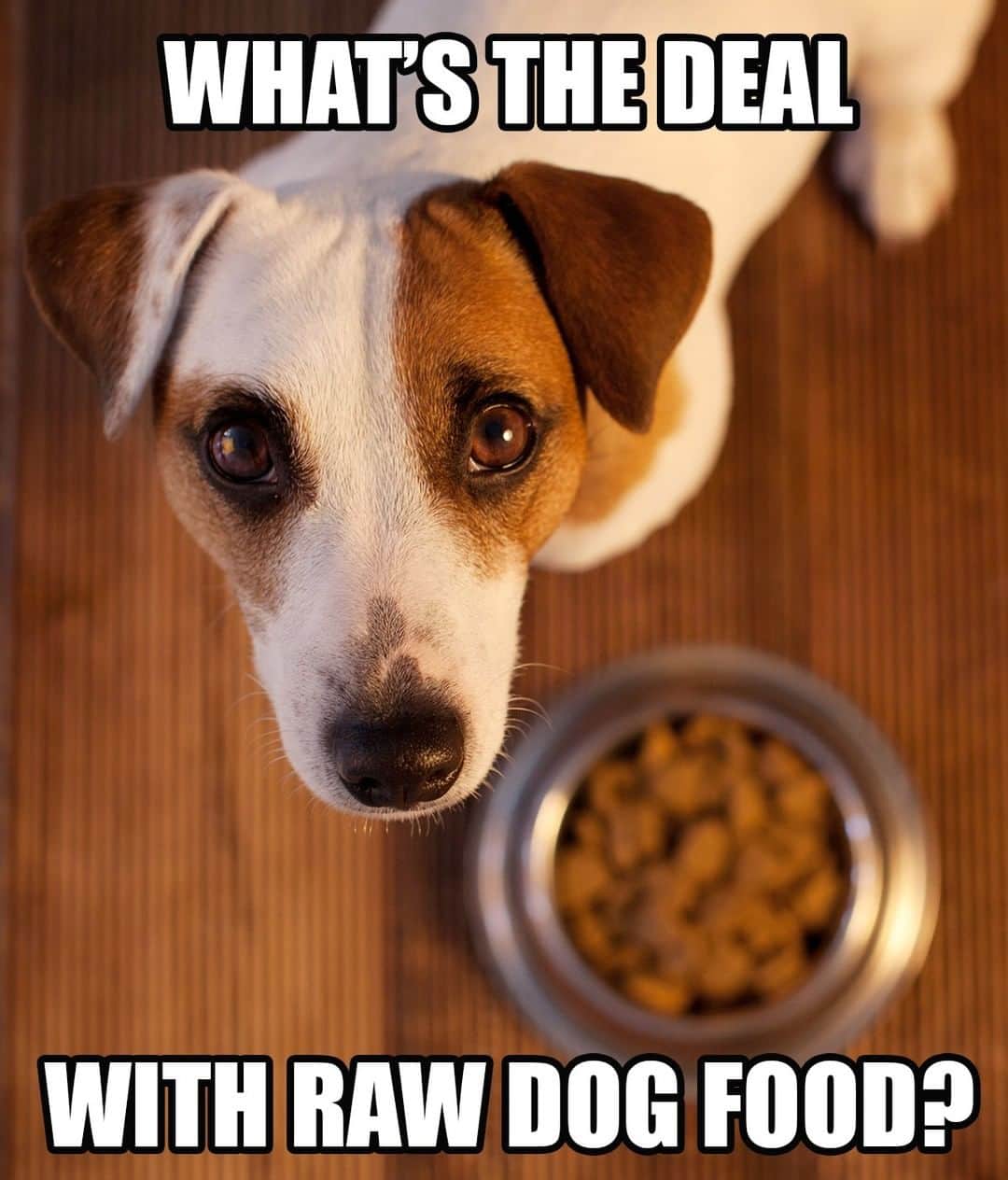 Animalsのインスタグラム：「WHY ARE SO MANY DOG OWNERS SWITCHING TO RAW?  Raw feeding is has exploded in popularity over the last 10 years. But is it just a fad?  Proponents of raw feeding would actually argue that raw feeding is an anti-fad, or a return to how dogs would have eaten prior to the creation of kibble. (In fact, you might say kibble is a fad as it really only became popular in the last 70 years)  But here’s the interesting part: you don’t have to abandon your dog’s existing food in order to try raw. In fact, switching to 100% raw too quickly may cause some issues (and break the bank!) The way many dog parents get started in raw is with a freeze-dried topper. With a good quality topper, the raw meats coats your dog’s kibble, and boost both the flavor and nutrition. But all raw toppers are not created equal. Look for a product that contains probiotics, to help transition your dog from a processed diet to a fresh one.  Interested in giving freeze-dried raw food a try? We’d encourage you to look into the Happy, Healthy brand we use here at iHeartDogs. Link to learn more in 👉@iheartdogscom bio!」