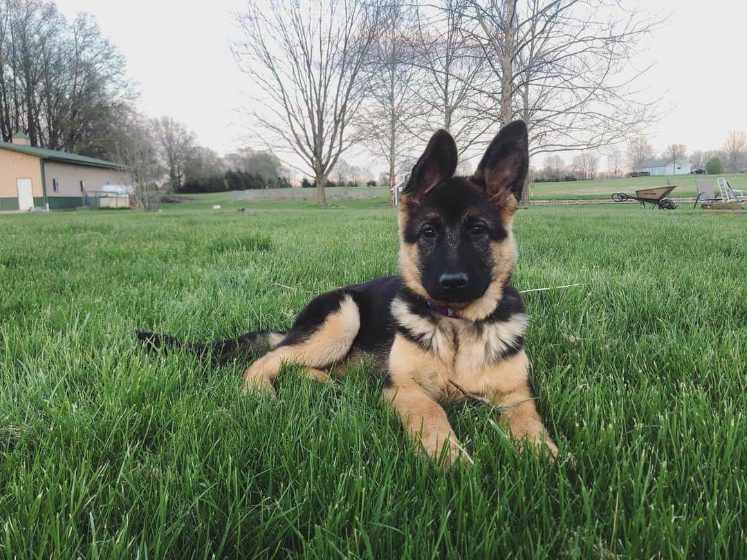 モリー・クレクロウのインスタグラム：「32 pounds and growing 🐶 #Kona #germanshepherdpuppy」