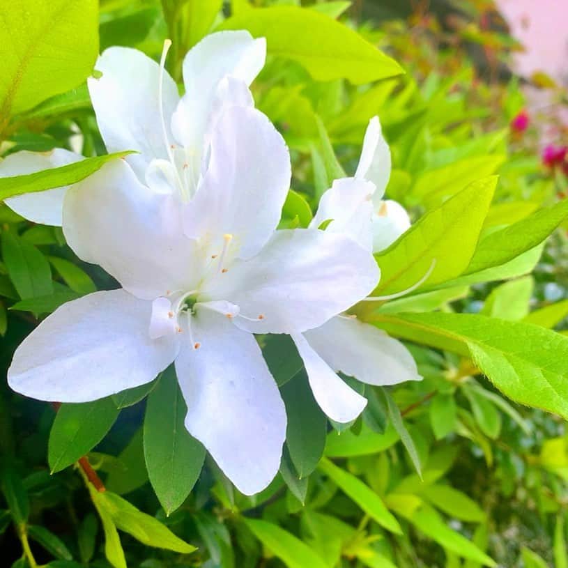 長谷川萌美のインスタグラム：「. . 1週間ぶりに外へ お買い物に出掛けたら . 季節は桜から ツツジに変わっていました💠 . .  #もえみた花たち #ツツジ #白 #ピンク  #flower #flowers #azalea #white #pink」