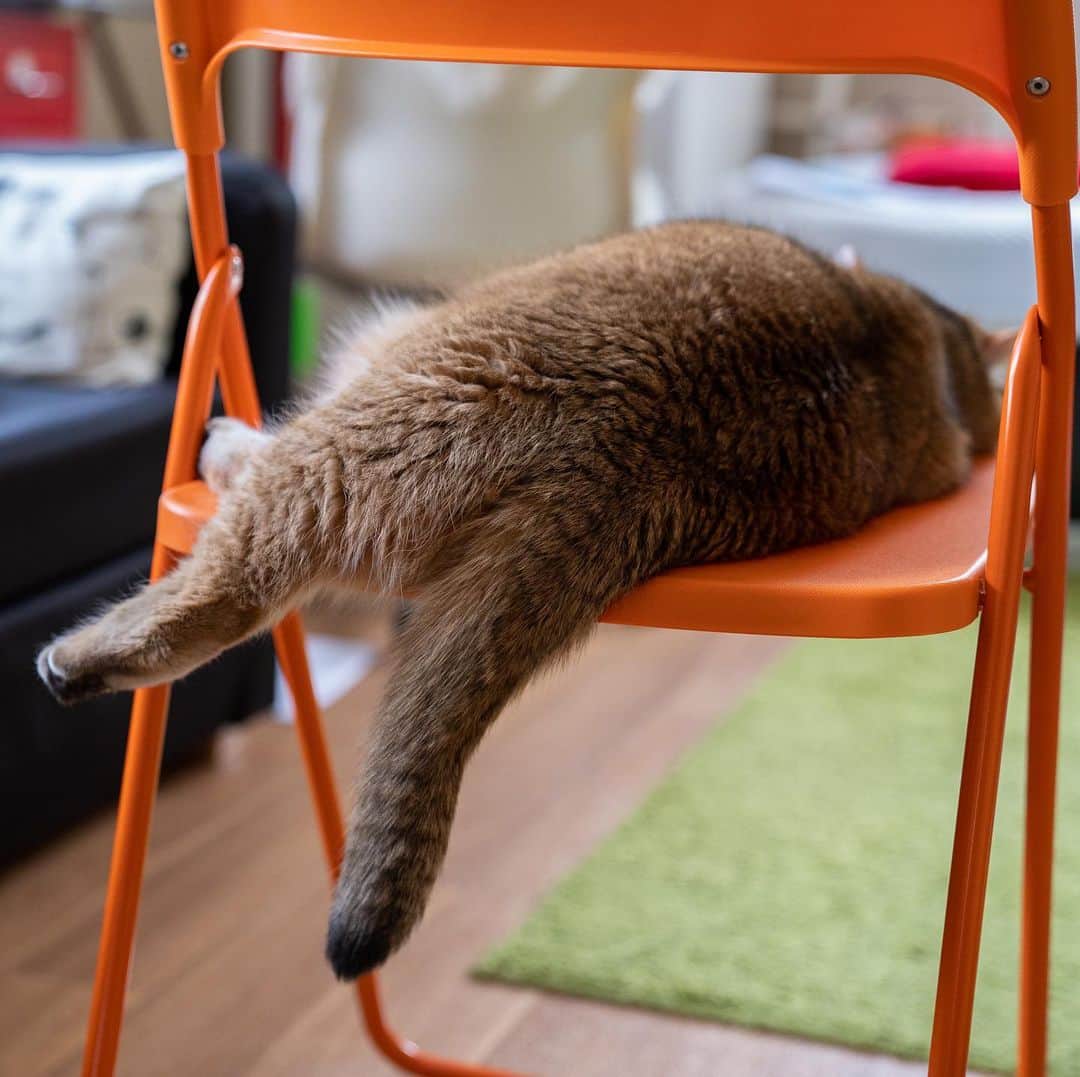 Hosicoさんのインスタグラム写真 - (HosicoInstagram)「I’m sunbathe on a chair 🪑⛱」4月17日 17時25分 - hosico_cat