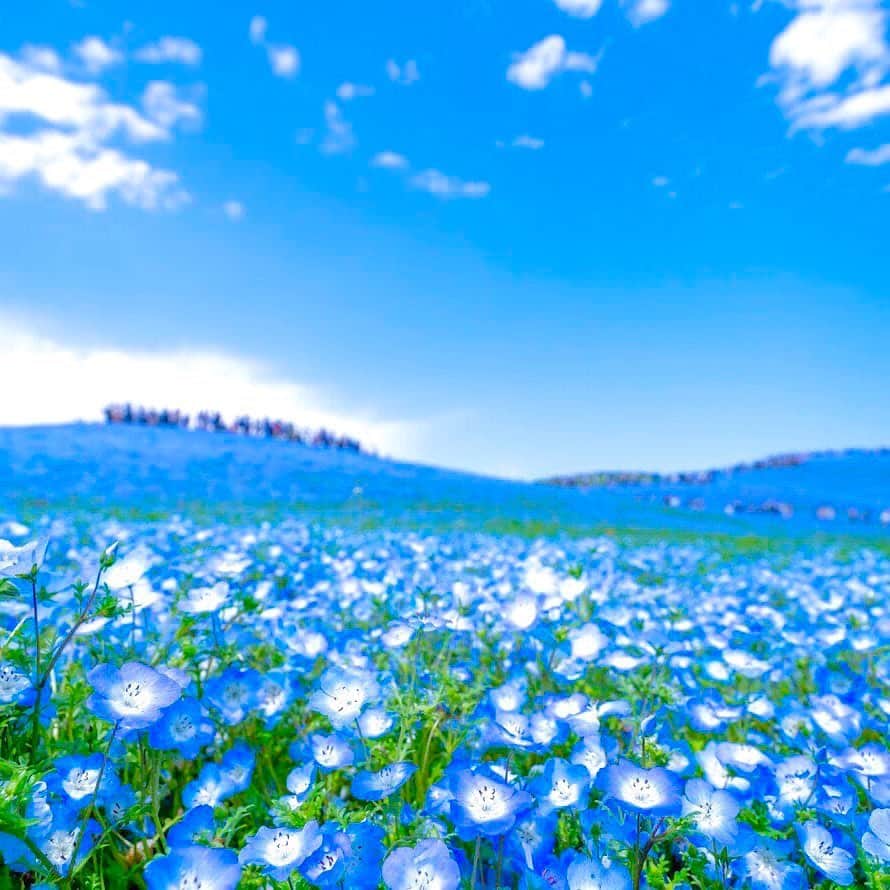 ANAのインスタグラム：「ブルーの世界へ﻿✨ ﻿ #ネモフィラ #画像で楽しむ #お花見 #気分転換 #息抜きしよう #散歩 #一面の花 #ブルー #日本の絶景 #一度は見たい景色 #ポカポカ陽気﻿ #青空 #anaタビキブン #refresh #blue #flower #walk #spring #sunnyday #sky #japantrip #ana_jp﻿ ﻿ 旅の思い出は「#anaタビキブン」をつけて投稿してね☺インスタやANAの各メディアでご紹介していきます✈️」