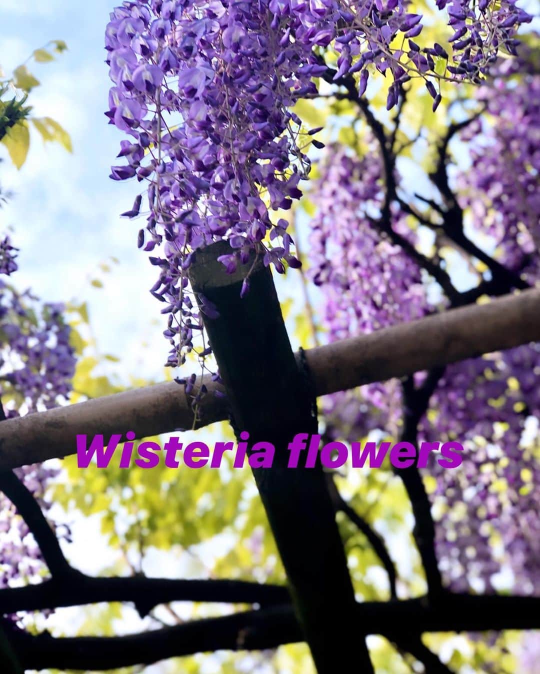 美舟さんのインスタグラム写真 - (美舟Instagram)「藤の花🌸 Wisteria flowers  #この季節　#Wisteriaflowers #綺麗 #藤　#花を愛でる」4月17日 17時36分 - mifune2014