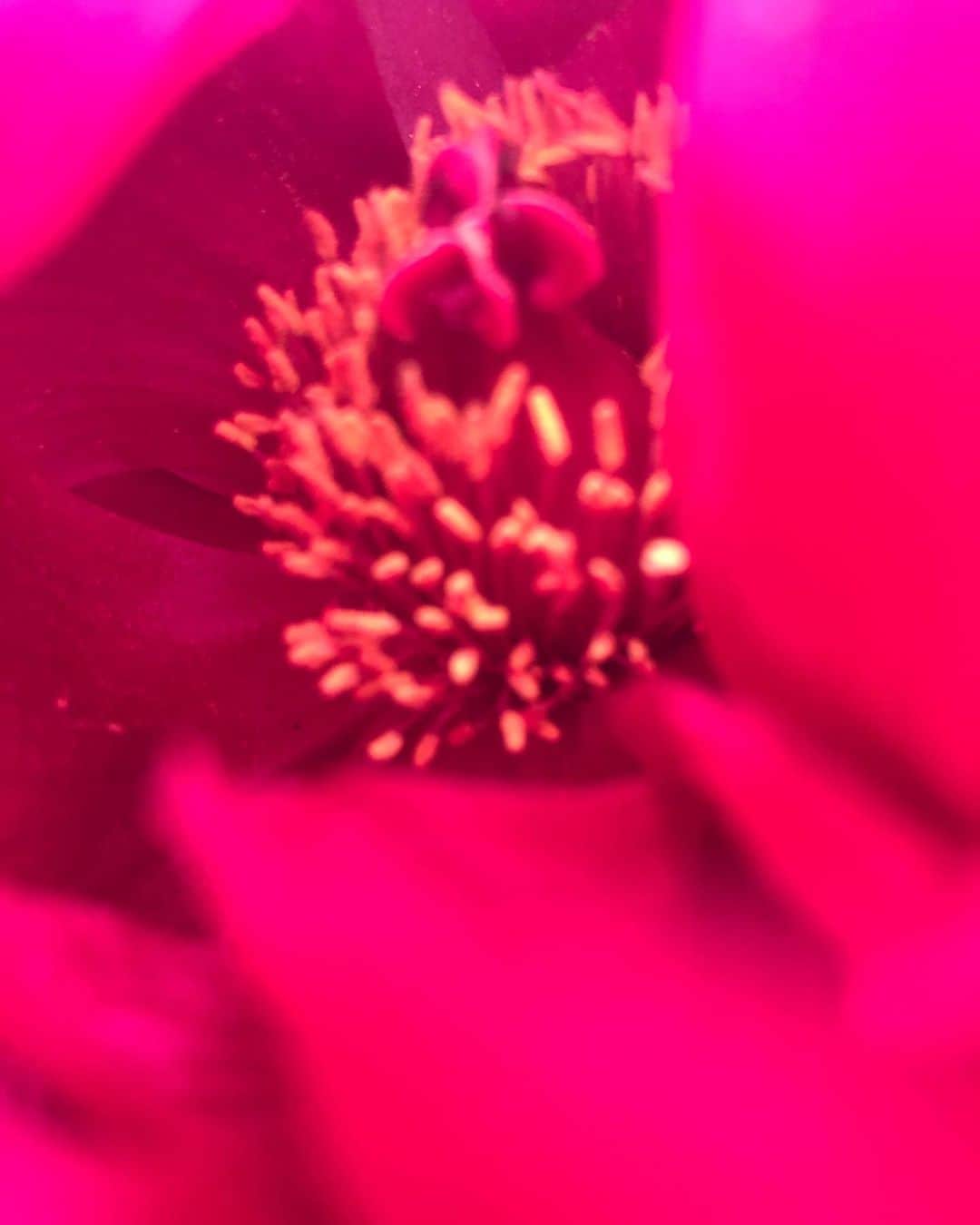 Baekのインスタグラム：「昨日買った芍薬が咲きました！  昨日までピンポンボールみたいに丸い蕾だったのに朝おきたら満開していて、うわぁぁぁぁあーっとうっとりしてしまいました。 心に電気がパーっとついたみたいにし、し、しあわせー！！な気分になりました。もっとみたい！もっと花詳しくなりたいなー！と思って興奮してまた近くの花屋に行きました 今日連れてきたのは 初めて見るイヴピアジェという名前の薔薇です。 とーてもすてきなかおりがして、ずっと顔を鼻に近づけてしまいます あとライラックはバニラみたいな甘い香りがしてぶどうみたいな形でかわいいです。 あとマスカリという青い海ぶどうみたいな球根！ はやくいえ帰って生けたいーのー！ お花が好きすぎてみてるとしあわせで楽しくなるからおうち生活が終わったらもち運び用のカバンを作って毎日持ち歩きしたいとか思ってしまいました😌💭🌸🌸🌸」