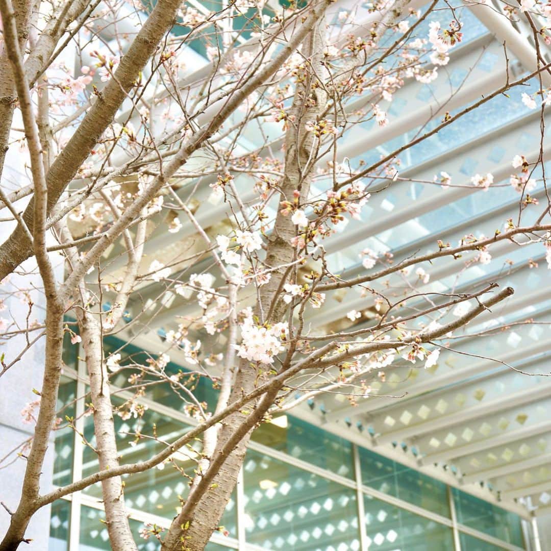 平成医療福祉グループさんのインスタグラム写真 - (平成医療福祉グループInstagram)「いつものようにお花見ができないこの春ですが、グループ施設・病院に咲いた桜でお花見しませんか🌸 --- 期間限定企画 「HMWお花見紀行」 第2回【横浜エリアの病院・施設】 --- 今回は、横浜市にある当グループの病院・施設の桜をご紹介します😉 -- 【写真①②③ヴィラ都筑】 こちらではソメイヨシノのほかに八重桜が咲いています。今年は色づきが良かったそうです✨ -- 【写真④⑤⑥ヴィラ南本宿】 施設前に咲いたソメイヨシノに加えて、鮮やかなピンクが特徴の陽光桜と横浜緋桜も見られました🤗 -- 【写真⑦⑧⑨⑩平成横浜病院】 敷地内に咲くたくさんの桜たち🌸病院の建物とのコントラストが楽しめました🏥 -- 桜の散った地域も多いかと思いますが、引き続き桜を紹介してまいります🤗 今後の更新もお楽しみに💡 --- #平成医療福祉グループ #HMW #お花見紀行 #絶対に見捨てない #医療 #福祉 #平成横浜病院 #ヴィラ都筑 #ヴィラ南本宿 #神奈川県 #横浜市 # #リハビリテーション #病院 #チーム医療 #慢性期 #回復期 #特別養護老人ホーム #お花見 #インスタ花見 #おうち花見 #おうちで花見 #自宅待機を楽しもう #おうち時間 #家にいよう #stayhome #コロナに負けるな #春ですね #いろんな桜が #見られました🌸」4月17日 17時59分 - hmw_group