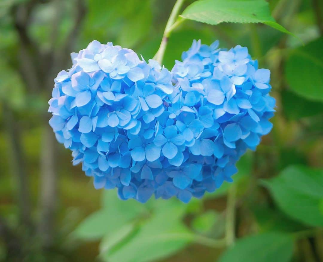 のインスタグラム：「紫陽花﻿ ﻿ ﻿ ﻿ ハートなんですよ可愛いですね﻿ ﻿ 去年京都で撮りました🤞﻿ ﻿ 最近ハマってる曲はaikoさんのボーイフレンドとコレサワさんの死ぬこと以外かすり傷と山崎あおいさんのさよならセンチメンタルとJuice=Juiceさんの好きって言ってよとモーニング娘。'20さんの人間関係No way wayとあいみょんさんのマリーゴールドと……たくさんです﻿ ﻿ お家にいる時は音楽いっぱい聴いてます﻿ ﻿ イヤホンとか久しく付けてないなと思いました﻿ ﻿ AirPods欲しくなりました﻿ ﻿ ﻿ #おうち時間 #紫陽花 #好きな曲 #カメラ女子 #カメラのある生活 #過去pic」