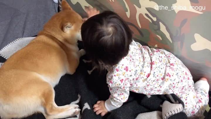 Moguのインスタグラム：「. テントの中に侵入者ありなの。 👶Hey hey, hey hey✋ #おうちテント #今となってはもぐの住処 #ナデナデからの #ねーねー✋からの #話しかけにくる #最近ねーねー✋を覚えたが #もぐ安定のスルー . @the_shiba_mogu  #柴犬 #shibainu #shiba#赤柴 #redshiba#犬 #dog#しばいぬ#nannydog#犬と子供#子供と犬#柴犬と子供#柴#赤ちゃんと犬#犬と赤ちゃん#柴犬と赤ちゃん#赤ちゃんと柴犬#柴犬のいる暮らし#子守犬」