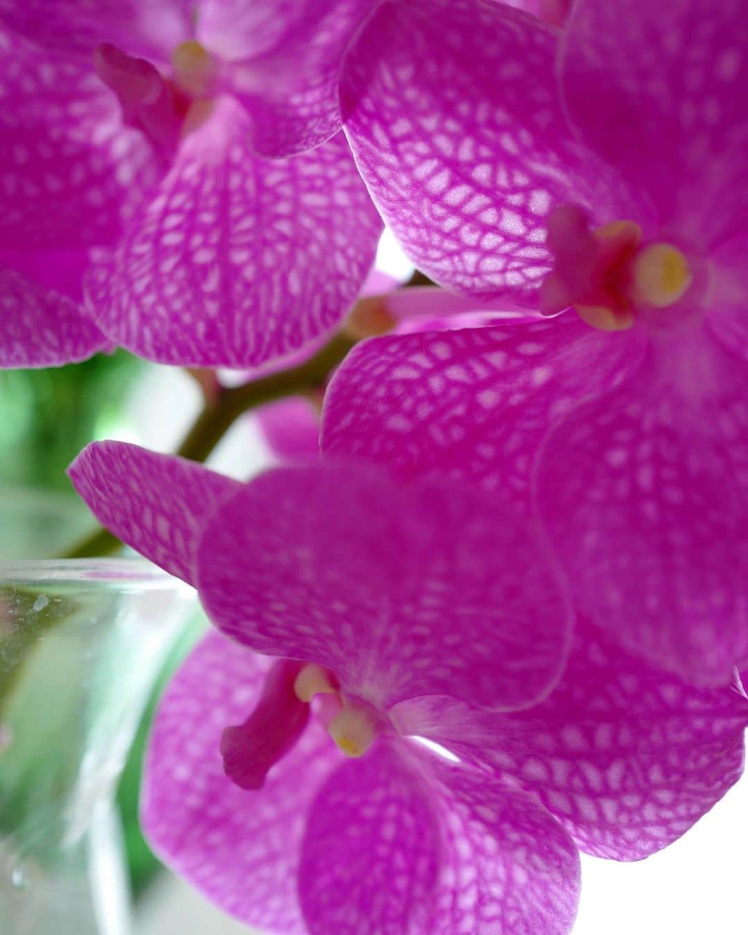 矢野未希子さんのインスタグラム写真 - (矢野未希子Instagram)「おはようございます✨  お花を光に透けさせて 鑑賞するのがとても好きです。  お花を見ながらコーヒー☕️ 最近の大好きな朝の時間です✨」4月17日 10時25分 - mikko1104
