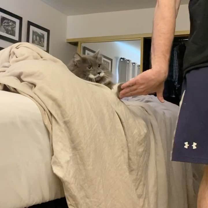 のインスタグラム：「We’re putting our quarantine time to good use. Hammy learned how to give me five while I’m on my work calls... What are you spending your time doing?  #mustachecat」