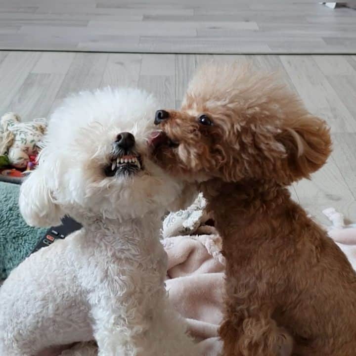 띠비비샤샤루루슈엘のインスタグラム