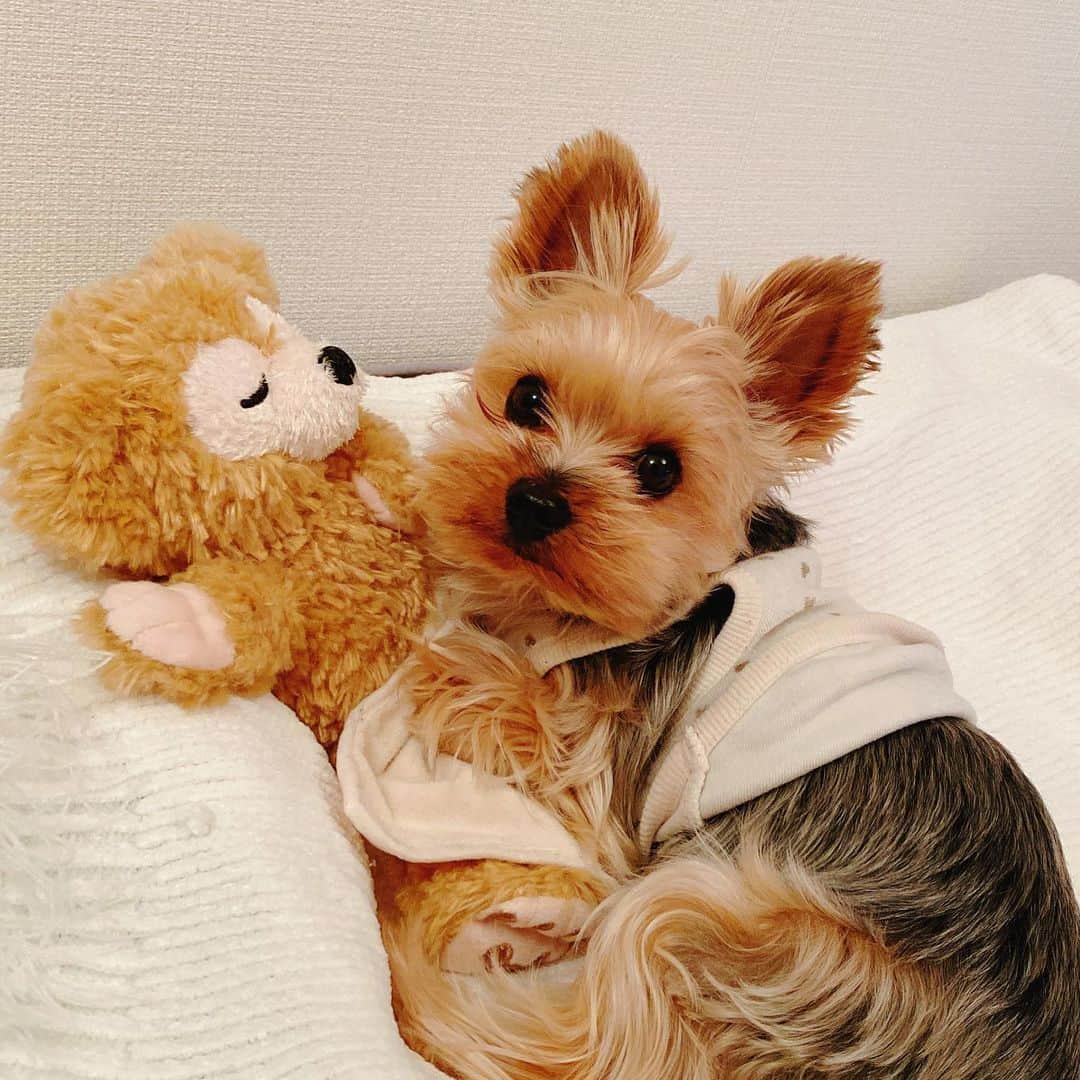 野呂佳代さんのインスタグラム写真 - (野呂佳代Instagram)「こんな可愛い毎日😍 #愛犬 #ヨークシャーテリア  #ヨーキー #yorkshireterrier  #yorkie」4月17日 10時48分 - norokayotokyo