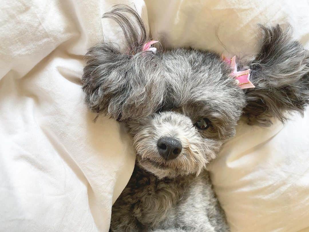Mai Wakimizuさんのインスタグラム写真 - (Mai WakimizuInstagram)「今日も可愛くてごめんね♡ #愛犬カプリ#トイプードル」4月17日 10時49分 - wakkin__m