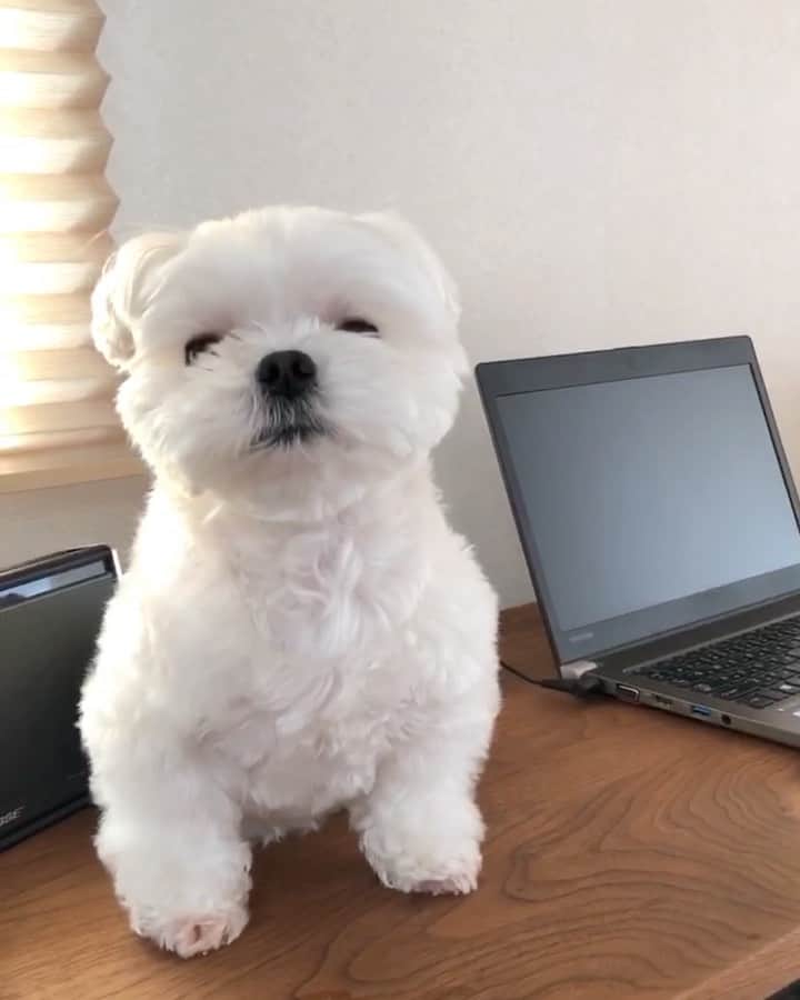 マルチーズ兄妹♡おかゆとおもちのインスタグラム：「…👨‍💻🐶 . . 在宅勤務👨‍💻 朝ゆっくりできる だから、サボり気味のInstagram投稿だってできる🤣 . 今日は、おかゆ1歳の時と同じPC机の上で撮ってみたよ📷✨ 眠い💤🐶眠い💤のおかゆが可愛い〜😍 . 4/21は、おかゆ5歳の誕生日です🎂🎊 ホント大きくなりました😌 . . #在宅勤務  #テレワーク  #コロナウイルスが早く終息しますように . . . #9gag #9gagcute #maltese #malteseofinstagram #happydog #dogsmile #doglove #doglover #dogstagram #instadog #lovedogs #ilovemydog #cutedog #dogoftheday #instapet #말티즈 #fluffypack . #okayusan #マルチーズ #犬バカ部  #わんこ  #エブリドッグ  #pecotv #pecodogs #鼻ぺちゃ #マルチーズ兄妹 . .」