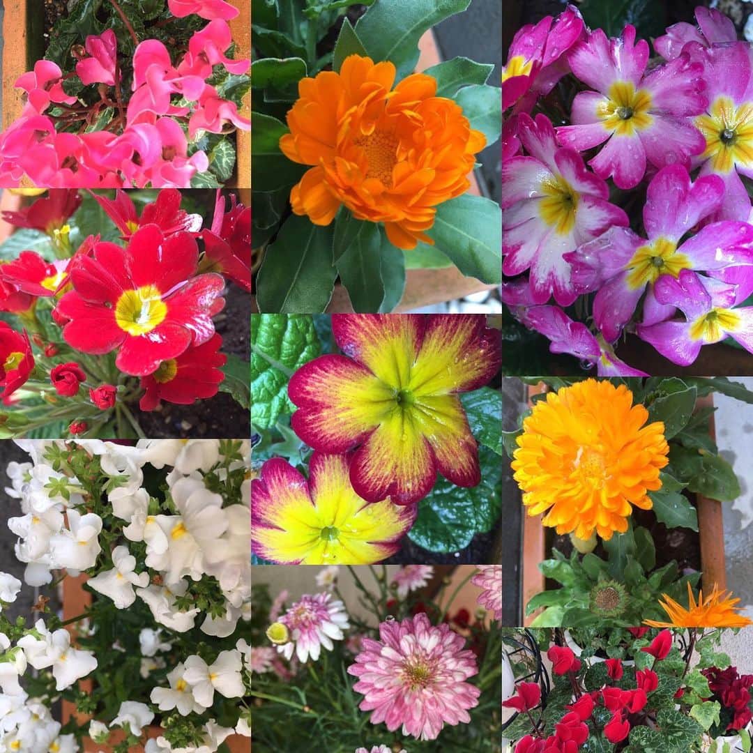 近藤淳子さんのインスタグラム写真 - (近藤淳子Instagram)「水やりしたばかりの花壇。 今日も健やかに咲いています。  多年草シクラメンは、3年目の春を迎えています✨  いつものように日課を大切に♡  #うちで過ごそう #stayhome #花壇」4月17日 11時00分 - kondo_junko_