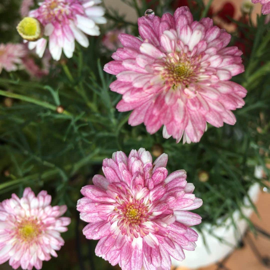 近藤淳子さんのインスタグラム写真 - (近藤淳子Instagram)「水やりしたばかりの花壇。 今日も健やかに咲いています。  多年草シクラメンは、3年目の春を迎えています✨  いつものように日課を大切に♡  #うちで過ごそう #stayhome #花壇」4月17日 11時00分 - kondo_junko_