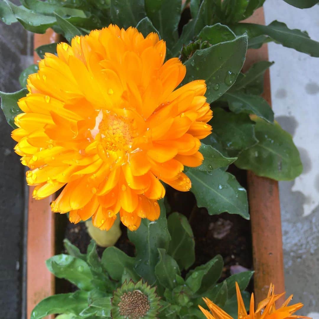 近藤淳子さんのインスタグラム写真 - (近藤淳子Instagram)「水やりしたばかりの花壇。 今日も健やかに咲いています。  多年草シクラメンは、3年目の春を迎えています✨  いつものように日課を大切に♡  #うちで過ごそう #stayhome #花壇」4月17日 11時00分 - kondo_junko_