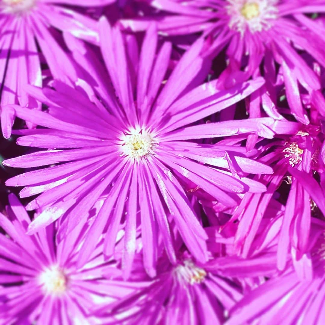中野敬久さんのインスタグラム写真 - (中野敬久Instagram)「#flower #flowersoflife #pink #peace #blossom #hope」4月17日 10時55分 - hirohisanakano