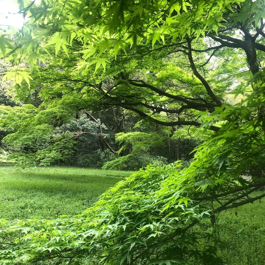 のインスタグラム：「Curious about the maple tree💚✨ * もみじ気になるね💚✨ #市川海老蔵 #海老蔵 #成田屋 #歌舞伎 #ABKAI #ABMORI #ebizoichikawa #ebizo #kabuki #thunderparty #theater #theaterarts #actor #japan #classic」