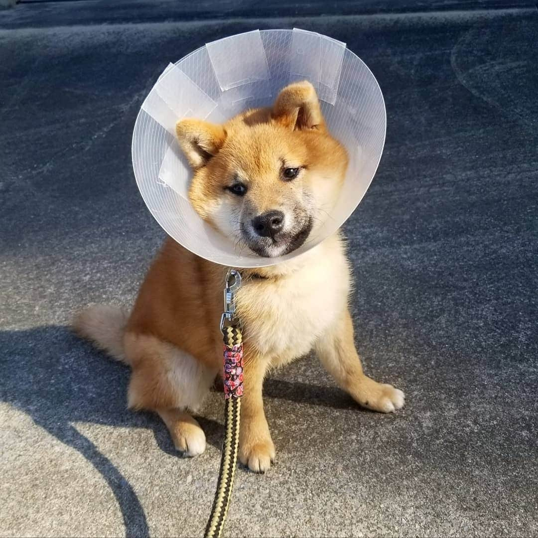 柴犬たま Shibainu Tamaのインスタグラム