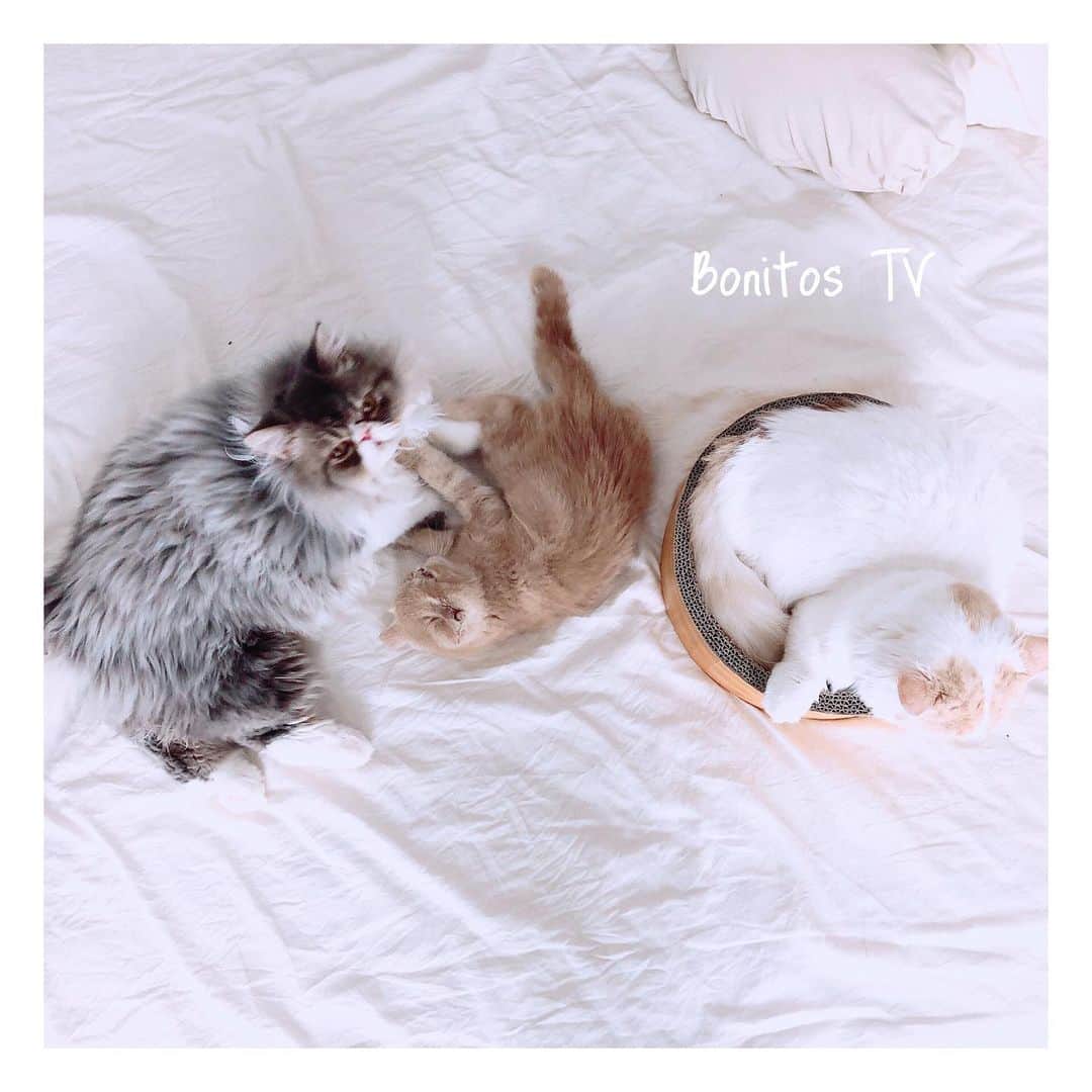 Bonitos TVのインスタグラム