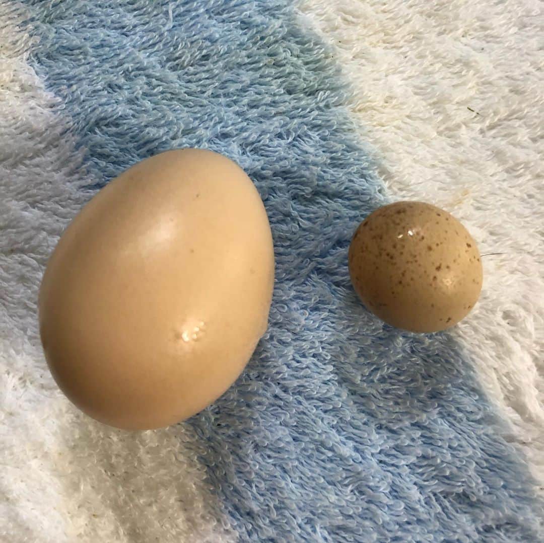 甘糟記子さんのインスタグラム写真 - (甘糟記子Instagram)「実家でとれた卵。  まだ雛が最初に産む卵ってすっごく小さい！！ 息子殿もビックリ！  ちなみに、2枚目の1番右が市販の卵、真ん中は親鶏の産む卵、左が雛の産んだ卵です。  なかなかみることのできない貴重な卵。  ちなみに、中身は3枚目。  白身だけの時もあるらしいんだけど、昨日のはちゃんとしてたよ！  4枚目は庭で買ってる太郎ちゃん。 フクは家の中にいるけど、庭には太郎ちゃんがいます(o^^o) 太郎ちゃんは本当に優しくて、いつもは姫がベタベタくっついてます。  5枚目は2人飛びにチャレンジする2人( ^ω^ ) 1回しか回せなかった（笑）  6枚目は川沿いをお姉ちゃんと、母で散歩がてらデリの買い出し(≧∀≦) 川に大きな魚がたくさんいて、小さい頃からいるんだけど、私はフナだと思ってたらお姉ちゃんはコイだって！  本当に海と川の境目くらいなんだけど、、、 魚のことはよくわかりません（笑）  私が動画撮ってたら2人はめっちゃ先の方にいたし（笑）  最後のは裏の駐車場の草むしりをしていたら出てきたヤモリさん(o^^o)  可愛い(≧∀≦) そういえば、昨日秋田県知事が緊急事態宣言が出た後のコメントで、「場所によっては普段から人が歩いてない地域なので、言われてもピンとこない方もいると思いますが」みたいなことを話されてて、私も秋田に行った時に同じ事感じたな〜と思い出しました。  東京の人が秋田の生活を想像できないとの同じで、秋田の人も東京の密集具合ってテレビの中の世界でしかなくて理解できないと思います。それぞれの暮らしって住んでる人にしか理解できないですよね。  今はこんな時ですが、身体だけでなく心も健全でいられるように過ごして、見えない敵に負けないようにしましょうね！  #自己免疫力 #健康でいるために#空を見上げて#深呼吸#陽の光を浴びよう#卵#雛の卵#ヤモリ#息子殿姫#息子殿#姫」4月17日 11時54分 - norihey924