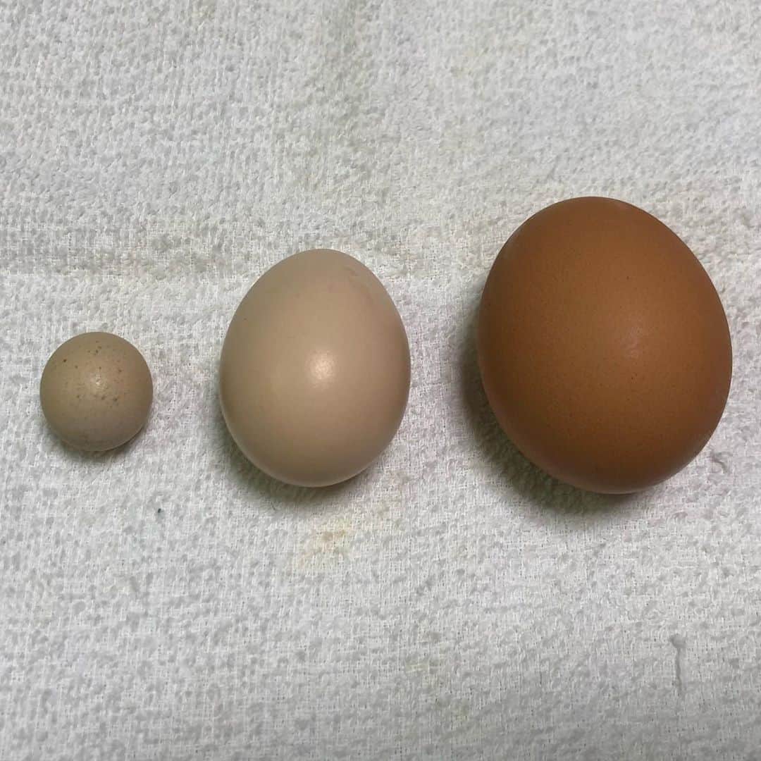 甘糟記子さんのインスタグラム写真 - (甘糟記子Instagram)「実家でとれた卵。  まだ雛が最初に産む卵ってすっごく小さい！！ 息子殿もビックリ！  ちなみに、2枚目の1番右が市販の卵、真ん中は親鶏の産む卵、左が雛の産んだ卵です。  なかなかみることのできない貴重な卵。  ちなみに、中身は3枚目。  白身だけの時もあるらしいんだけど、昨日のはちゃんとしてたよ！  4枚目は庭で買ってる太郎ちゃん。 フクは家の中にいるけど、庭には太郎ちゃんがいます(o^^o) 太郎ちゃんは本当に優しくて、いつもは姫がベタベタくっついてます。  5枚目は2人飛びにチャレンジする2人( ^ω^ ) 1回しか回せなかった（笑）  6枚目は川沿いをお姉ちゃんと、母で散歩がてらデリの買い出し(≧∀≦) 川に大きな魚がたくさんいて、小さい頃からいるんだけど、私はフナだと思ってたらお姉ちゃんはコイだって！  本当に海と川の境目くらいなんだけど、、、 魚のことはよくわかりません（笑）  私が動画撮ってたら2人はめっちゃ先の方にいたし（笑）  最後のは裏の駐車場の草むしりをしていたら出てきたヤモリさん(o^^o)  可愛い(≧∀≦) そういえば、昨日秋田県知事が緊急事態宣言が出た後のコメントで、「場所によっては普段から人が歩いてない地域なので、言われてもピンとこない方もいると思いますが」みたいなことを話されてて、私も秋田に行った時に同じ事感じたな〜と思い出しました。  東京の人が秋田の生活を想像できないとの同じで、秋田の人も東京の密集具合ってテレビの中の世界でしかなくて理解できないと思います。それぞれの暮らしって住んでる人にしか理解できないですよね。  今はこんな時ですが、身体だけでなく心も健全でいられるように過ごして、見えない敵に負けないようにしましょうね！  #自己免疫力 #健康でいるために#空を見上げて#深呼吸#陽の光を浴びよう#卵#雛の卵#ヤモリ#息子殿姫#息子殿#姫」4月17日 11時54分 - norihey924
