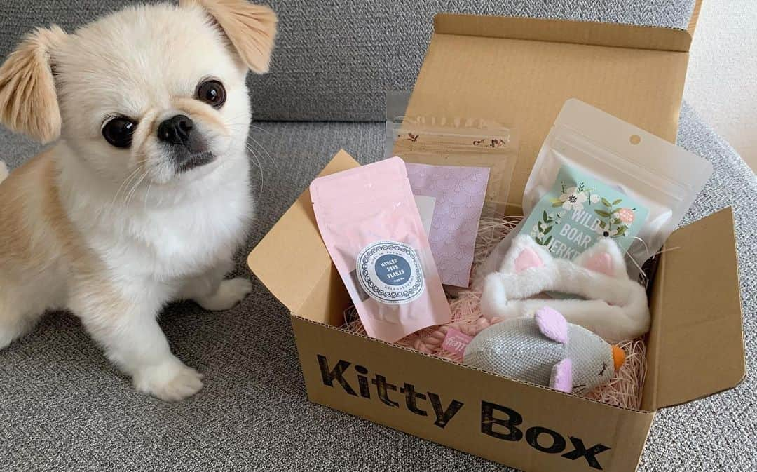 おもちくんさんのインスタグラム写真 - (おもちくんInstagram)「doggy box📦改めkitty boxが届いたよ😌🐈今月のテーマはエイプリルフール🐩🐈 太鼓の達人したあと、ねこになったおもち🐈「オレはねこ」  子猫なりきりセットとネズミ🐁 イノシシジャーキー🐗 エゾシカあらびきフレーク 本鰹の厚削り🐟 のセットだったよ😌🐈 今月から#ドキボケア部 発足したようでワンちゃんのデンタルケアについてのbookが入っていたよ🦷おもちも歯磨き忘れないようにがんばる❗️ @doggybox_jp  #doggybox #ドギボ」4月17日 12時20分 - omochi_kun