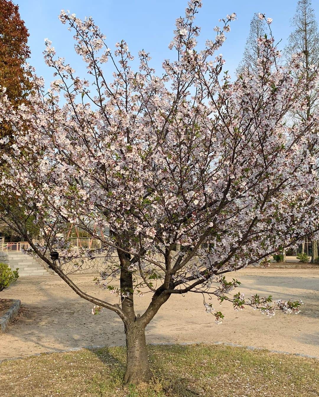 日下裕江さんのインスタグラム写真 - (日下裕江Instagram)「こっちの桜も 咲いてる木がこの１本になっちゃった…  最後の桜かな…🌸 切ない。  今年の最後までじっくり 堪能しょ〜❀.*･ﾟ  #sakura #cherryblossom #桜 #最後の桜 #岡山の桜 #最後まで楽しもう #花見 #桜2020」4月17日 12時58分 - hiroe___h