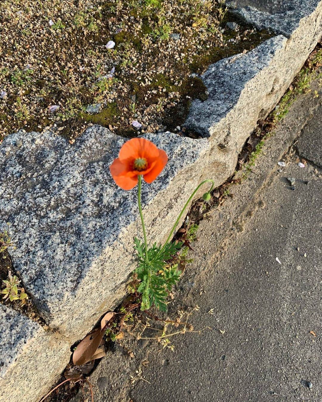 日下裕江さんのインスタグラム写真 - (日下裕江Instagram)「こっちの桜も 咲いてる木がこの１本になっちゃった…  最後の桜かな…🌸 切ない。  今年の最後までじっくり 堪能しょ〜❀.*･ﾟ  #sakura #cherryblossom #桜 #最後の桜 #岡山の桜 #最後まで楽しもう #花見 #桜2020」4月17日 12時58分 - hiroe___h