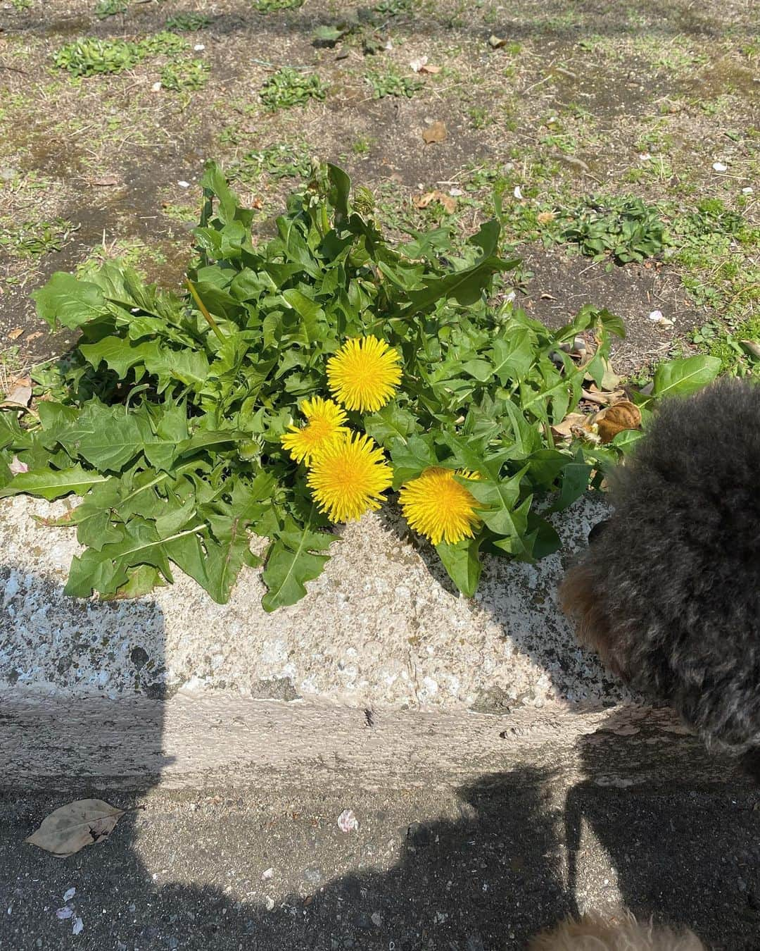 木村沙織さんのインスタグラム写真 - (木村沙織Instagram)「. はるびより🌼🌼🌿 . . #まっくす🐶」4月17日 12時59分 - saoriiiii819