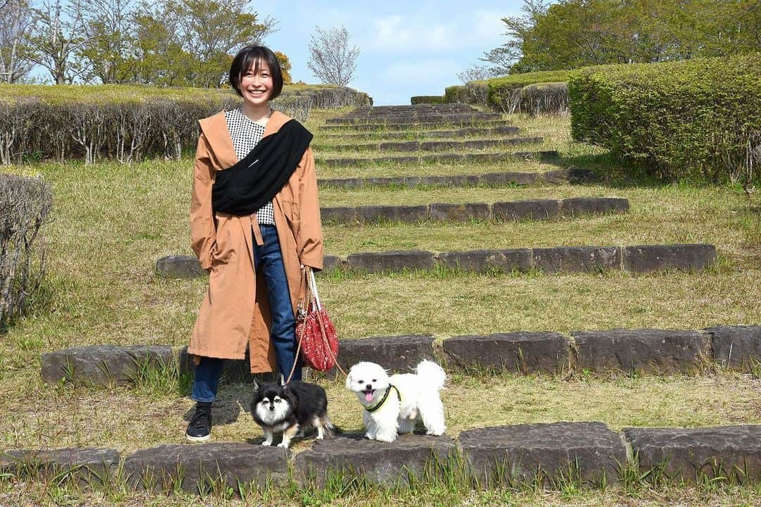 小野真弓さんのインスタグラム写真 - (小野真弓Instagram)「こんにちわわん( ´ ▽ ` )🐾 ひるんぽ✨明日は嵐☔️🍃歩き溜め！ 誰にも会わずにー！🙈🙊🙉 そそくさ、そそくさ、そそくさとー 帰ります〜🏡🐶🐶🚶‍♀️💨(￣^￣)ゞ #犬さんぽ#ひるんぽ#チワワ#チワマル#犬のいる暮らし #おさんぽ命#誰にも会わない#人のいないところ散歩#コロナを運ばない#いぬすたぐらむ#千葉暮らし #抱っこしてもらいたいハナちゃん😑 #楽しくて仕方ないハルくんとかーさん😆 わんこと同じで私もおさんぽ命になりました。 （*´꒳`*)🌷人との接触9.9割減達成中✌️アルコールスプレーふりかけ生活。舞台中止。撮影中止。トリマー仕事中止。もちろん食事会全て中止。セルフロックダウン生活。楽しく最大限頑張っておりますー🙋‍♀️もしもこれで感染したならばーもうそういう運命だわわーん(￣∀￣) こつこつ頑張るしかない😤」4月17日 13時11分 - hanaharuaroi