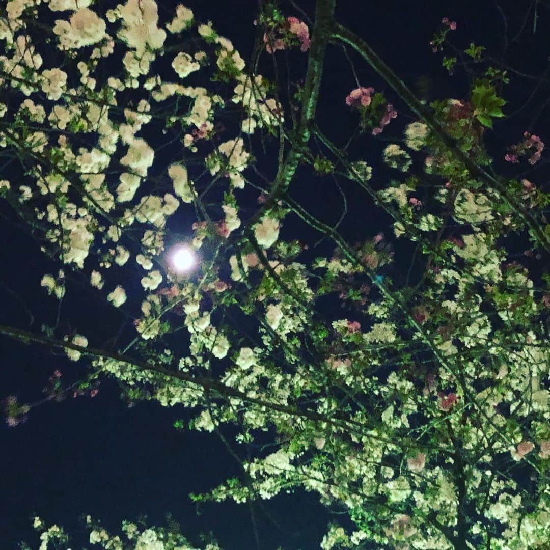 ハマカワフミエのインスタグラム：「先ほどまでインスタがレイバンに乗っ取られてました苦笑。 お知らせくださった皆様ほんとにありがとう。 夜桜で浄化。」