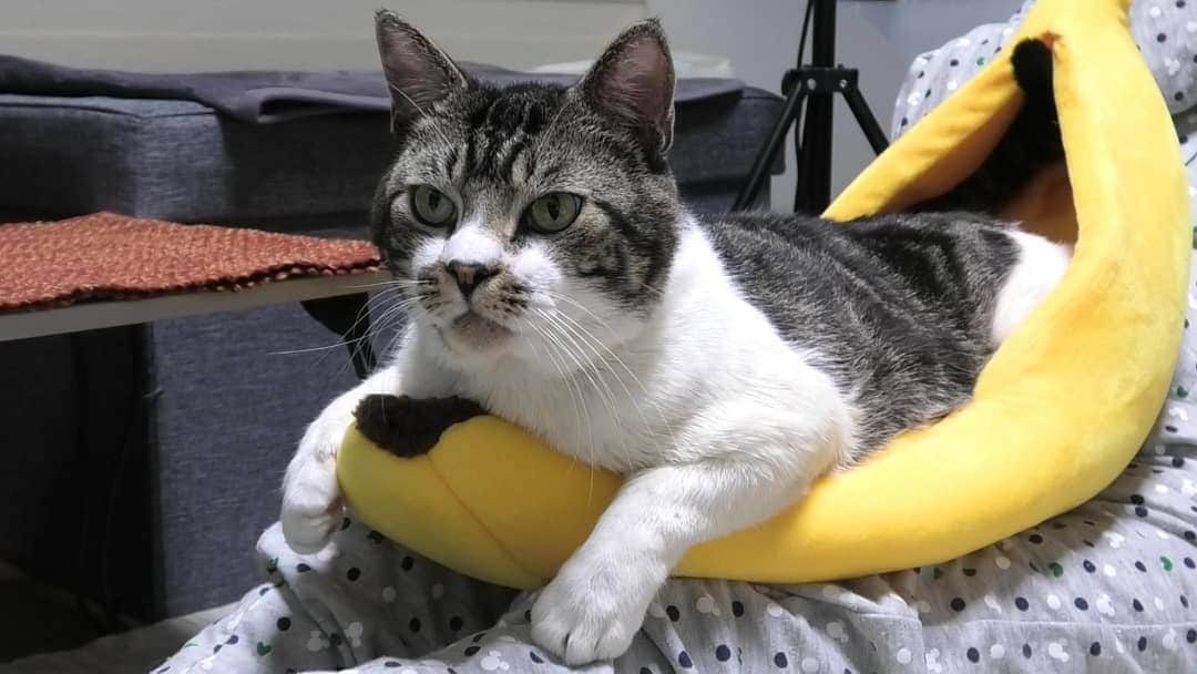 ネコのリキさんのインスタグラム写真 - (ネコのリキInstagram)「今日の動画からのスナップショット  バナナベッドでまったりするリキちゃんは、YouTubeで観れますよ♪  #リキバナナ #バナナベッド #リキバナナ太郎 #甘えん坊な猫 #リキちゃん #猫写真 #キジトラ #キジ猫 #キジ白 #猫のリキちゃん #リキちゃんねる #猫 #ねこ #ねこ部 #にゃんすたぐらむ #にゃんこ #にゃんだふるライフ #ふわもこ部 #ネコ #ねこのいる生活 #YouTubeで毎日動画配信中 #リキちゃんねるで検索してね #catstagram #catstagram_japan #petstagram #instacat #meow #catoftheday #ilovemycat」4月17日 19時06分 - rikichan_mickey