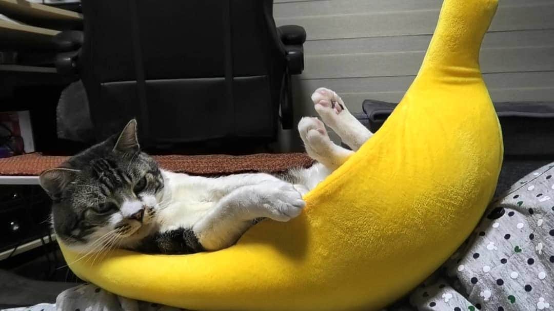 ネコのリキさんのインスタグラム写真 - (ネコのリキInstagram)「今日の動画からのスナップショット  バナナベッドでまったりするリキちゃんは、YouTubeで観れますよ♪  #リキバナナ #バナナベッド #リキバナナ太郎 #甘えん坊な猫 #リキちゃん #猫写真 #キジトラ #キジ猫 #キジ白 #猫のリキちゃん #リキちゃんねる #猫 #ねこ #ねこ部 #にゃんすたぐらむ #にゃんこ #にゃんだふるライフ #ふわもこ部 #ネコ #ねこのいる生活 #YouTubeで毎日動画配信中 #リキちゃんねるで検索してね #catstagram #catstagram_japan #petstagram #instacat #meow #catoftheday #ilovemycat」4月17日 19時06分 - rikichan_mickey