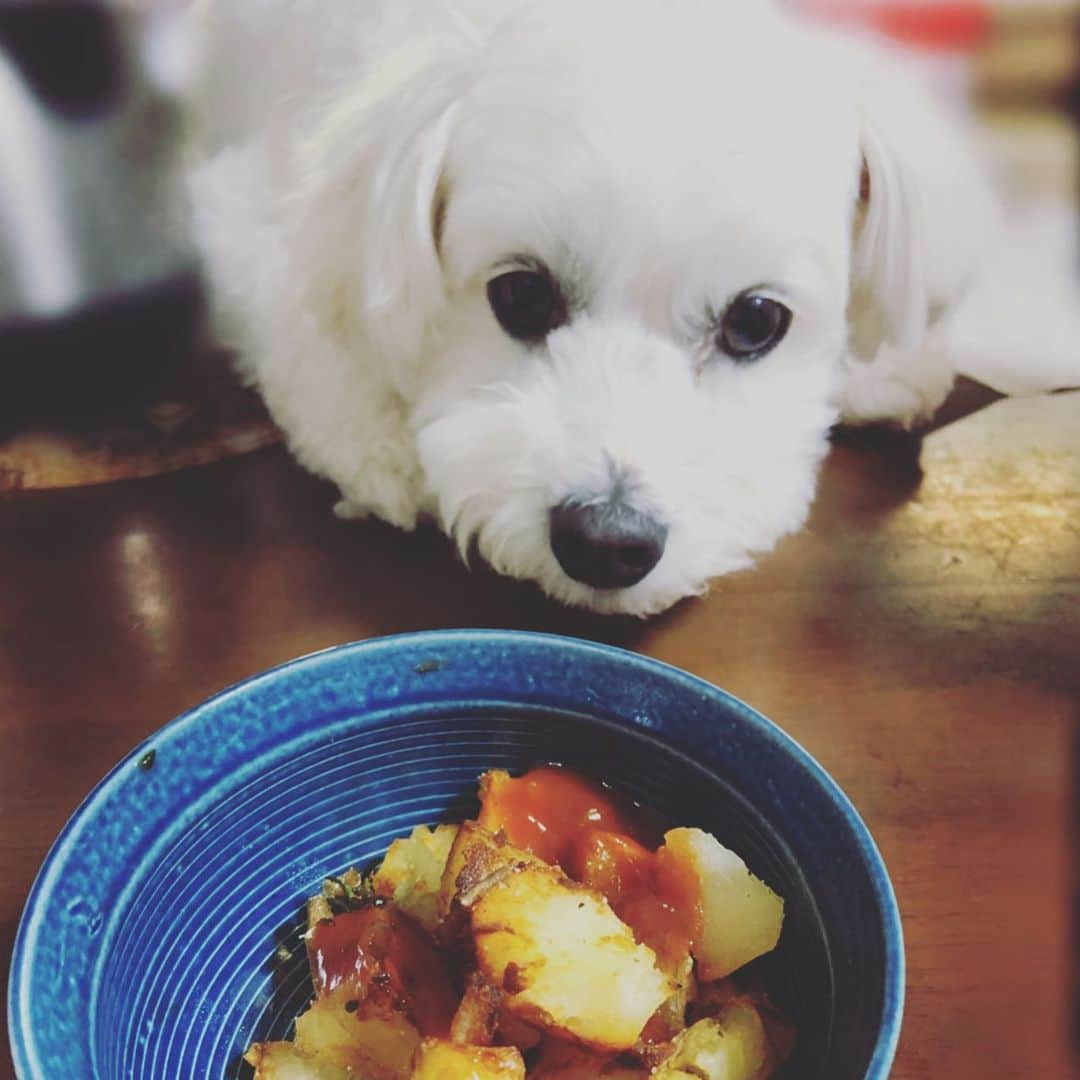田中こなつさんのインスタグラム写真 - (田中こなつInstagram)「🍟🍟🍟🌿🌿🌿 #potato #frenchfries #snack #snacktime #homecooking #bichonfrise #dog #mygirl #pet #dogstagram #今日のおやつ」4月17日 13時39分 - konatsu_tanaka