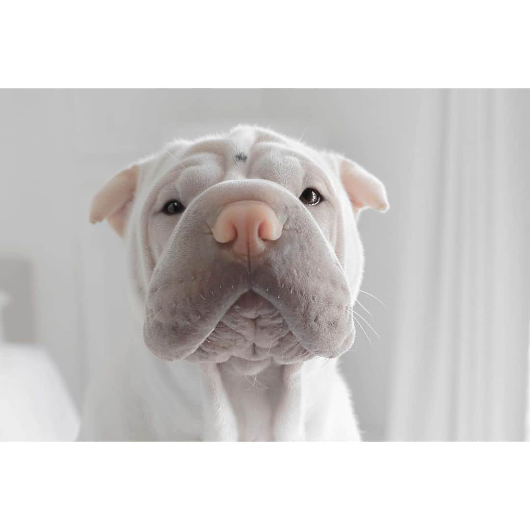 annie&pADdinGtoNさんのインスタグラム写真 - (annie&pADdinGtoNInstagram)「Friday Is My Second Favourite F Word. My First Is Food, Definitely Food #happyfriday #lambington #sharpei #sharpeisofinstagram #wrinkles #dog #dogs #dogsofinstagram #dogsofinsta #dogslife #instagood #weeklyfluff #doggo #barked #cutepets #iloveyoutothemoonandback」4月17日 13時49分 - anniepaddington