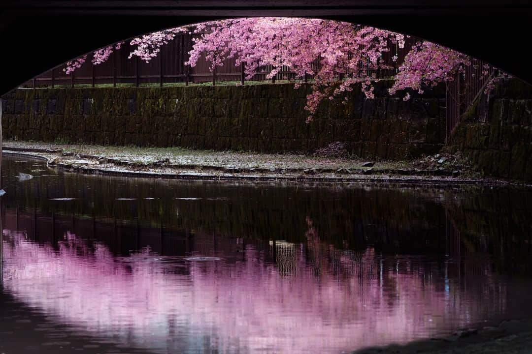 関西電力株式会社さんのインスタグラム写真 - (関西電力株式会社Instagram)「. ＼淀水路の河津桜🌸／ 河津桜といえば静岡県が有名ですが、こちらは京都市伏見区にある淀水路の河津桜🌸 河津桜の発祥の地・河津町から取り寄せたものを植樹した約200本の早咲きの桜が見られるスポットです✨ . ※今年の見頃は終了しています --------------- 《投稿をご覧の皆さまへ》 日本政府により緊急事態宣言が発令されました。 1日も早く収束するよう、外出を控え感染予防の徹底を心がけましょう。 関西電力Instagramでは、引き続き関西地方の灯、あたたかみのある風景のお届けを通して、皆さまの心に灯りがともるような癒しをお届けしてまいります。 おうち時間のお供にぜひご活用ください。 --------------- . #おうち時間 #おうちじかん #うちで過ごそう #リフレクション #はなまっぷ #桜 #河津桜 #reflection #stayhome #京都の風景 #京都の春 #京都桜 #桜満開 #京都 #kyoto #そうだ京都行こう #京都市 #伏見 #淀水路河津桜 #淀 #loves_united_japan #ダレカニミセタイケシキ #bestphoto_japan #灯 #貴重な体験 #景色最高 #tripgramjp #best_expression_night #お写んぽ #インスタスポット」4月17日 15時00分 - kanden.jp