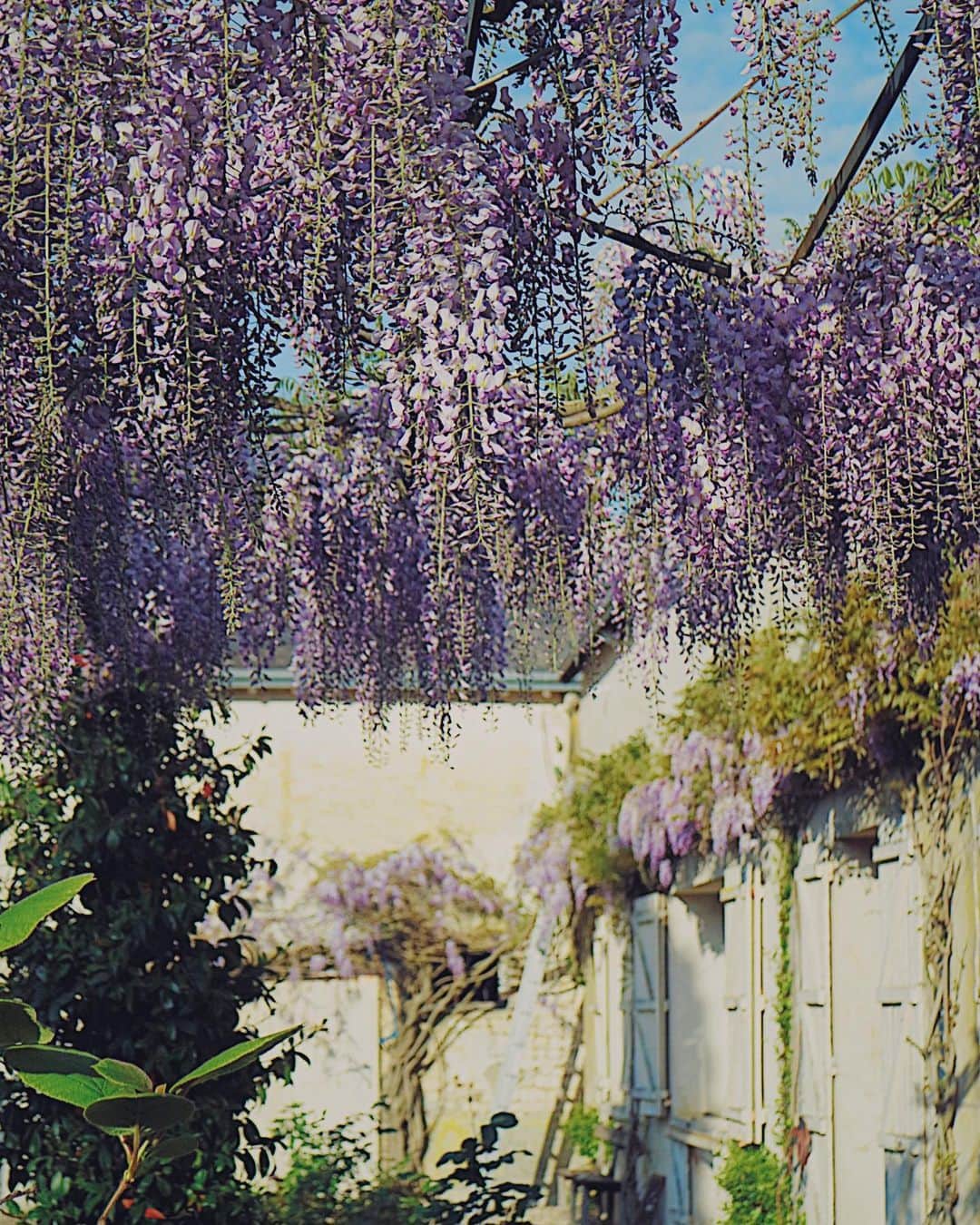 フランスアンティーク ランスタンさんのインスタグラム写真 - (フランスアンティーク ランスタンInstagram)「#藤　の季節を迎えました。 僅か数週間、、、 儚い、でもそこに美しさがあるのかもしれません。 ． #glycine #jardin #garden #花のある暮らし #花のある生活 #ガーデン」4月17日 16時15分 - antique_france
