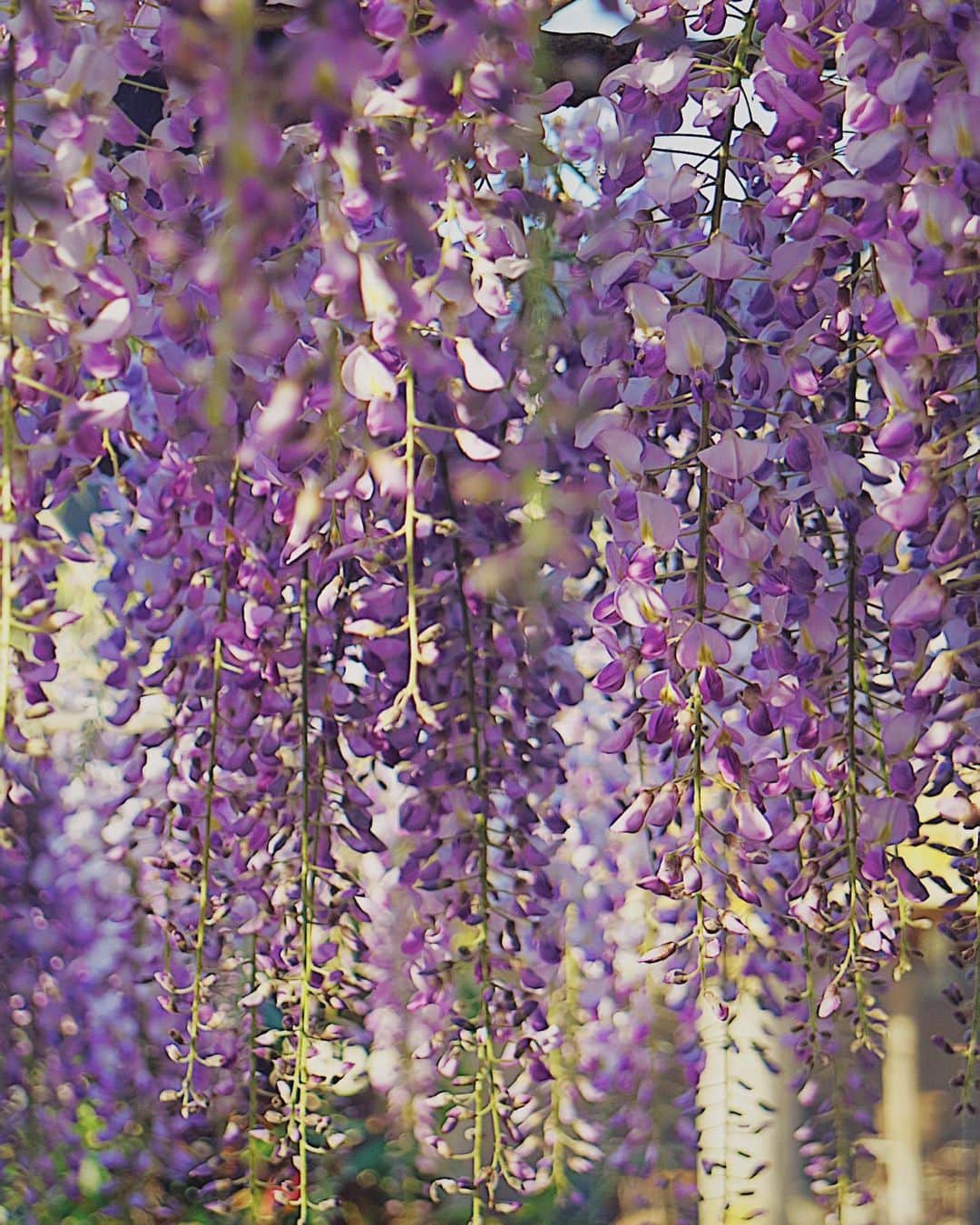 フランスアンティーク ランスタンさんのインスタグラム写真 - (フランスアンティーク ランスタンInstagram)「#藤　の季節を迎えました。 僅か数週間、、、 儚い、でもそこに美しさがあるのかもしれません。 ． #glycine #jardin #garden #花のある暮らし #花のある生活 #ガーデン」4月17日 16時15分 - antique_france
