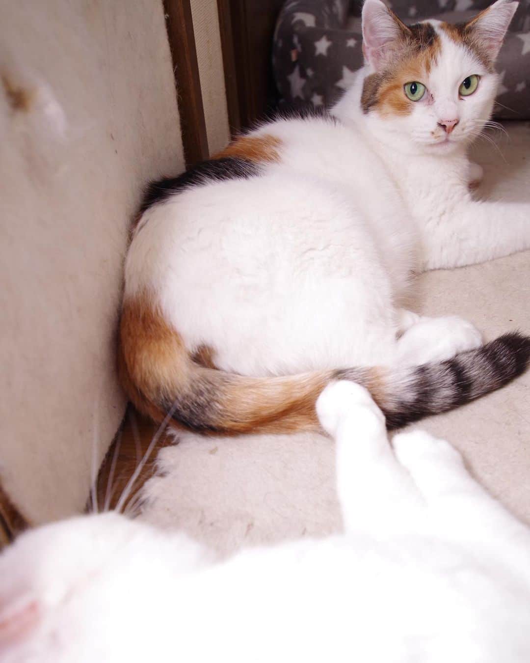 のインスタグラム：「しっぽにタッチ！ どんどん仲良しになってちょうだい！ #うちの猫ら #nanakuro #mikeko #猫 #ねこ #cat #ネコ #catstagram #ネコ部 http://kachimo.exblog.jp」