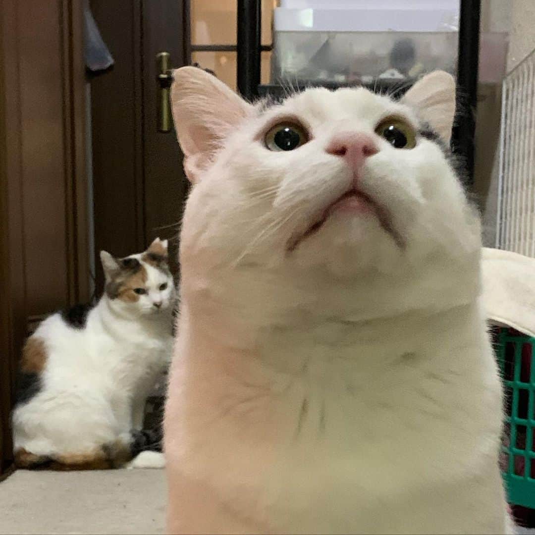 のインスタグラム：「とうちゃん、それなんなん？ おいしそうやん！ なあ、なあ。 #うちの猫ら #nanakuro #mikeko #猫 #ねこ #cat #ネコ #catstagram #ネコ部 http://kachimo.exblog.jp」