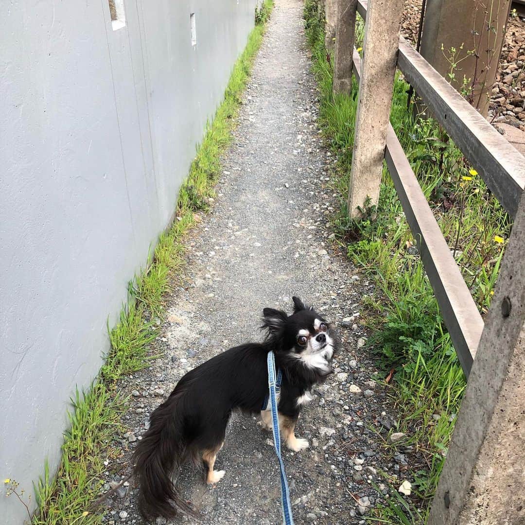 櫻井リヤのインスタグラム：「朝型生活に切り替え中。人通りが少ない早朝に犬の散歩をしています」