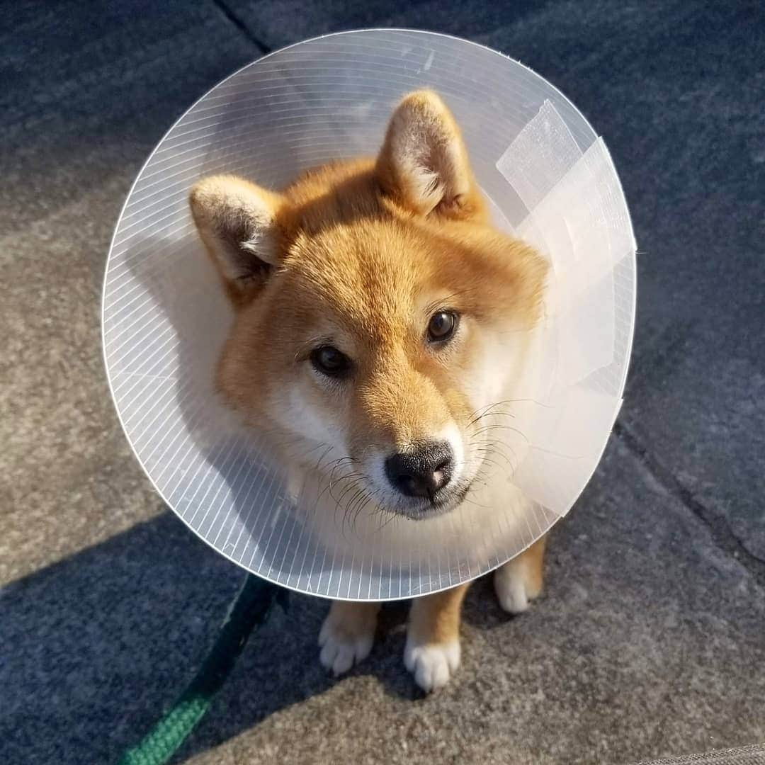 柴犬たま Shibainu Tamaのインスタグラム